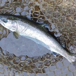 水面が熱い！ ～平谷湖フィッシングスポット～